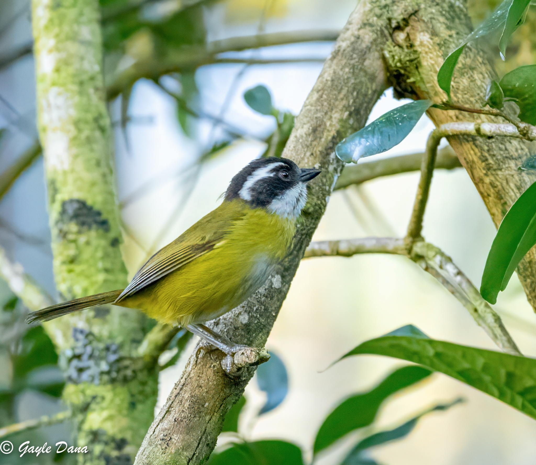 Sooty capped Chlorospingus